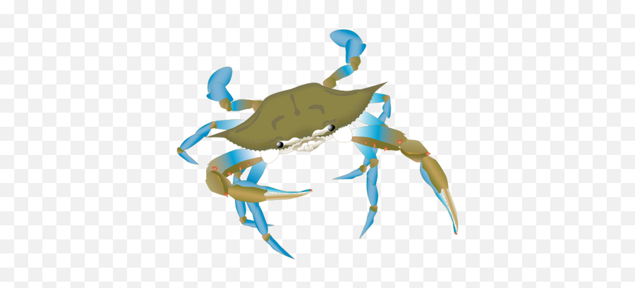 Blue Crab Vector Png - Blue Manna Crab Drawing,Blue Crab Png
