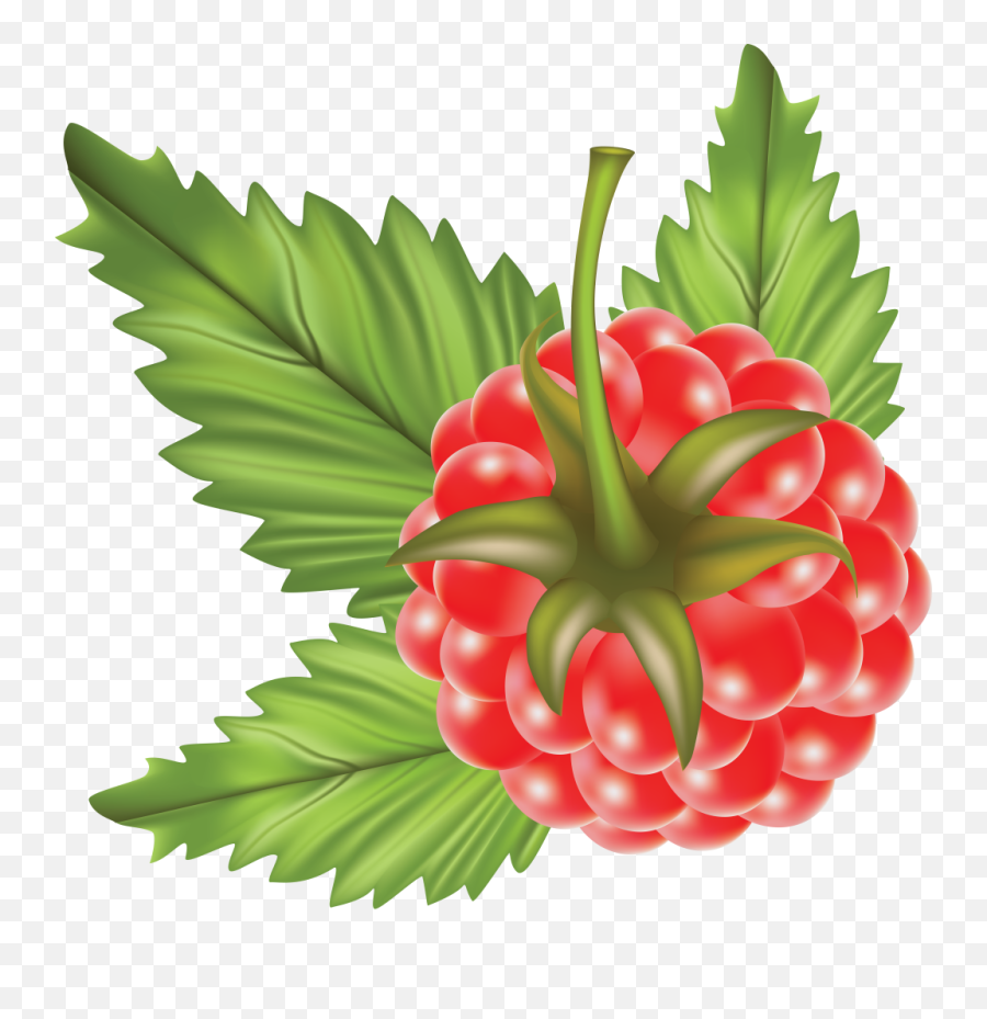 Dowload Raspberry Png 1 - Png 8043 Free Png Images Starpng Buah Raspberry Vector,Raspberry Png