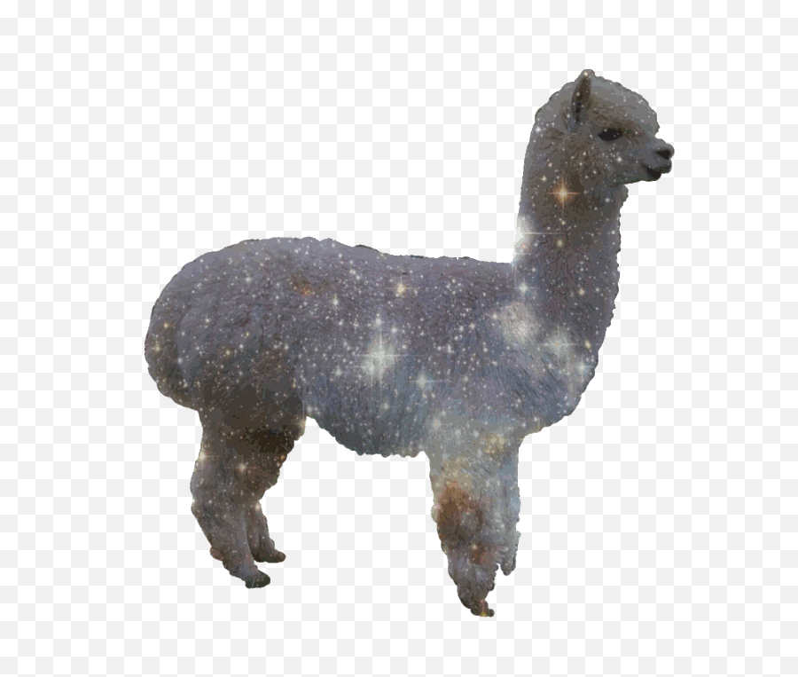 127 Images About Transparent - Glitter Llama Png,Transparent Pictures