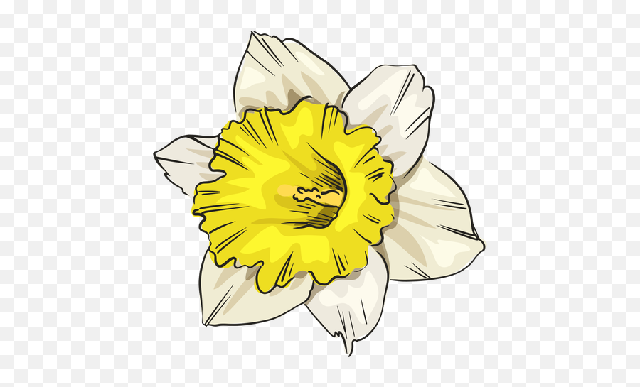 Narcissus White Flower Front - Transparent Png U0026 Svg Vector File Wild Daffodil,White Flowers Transparent