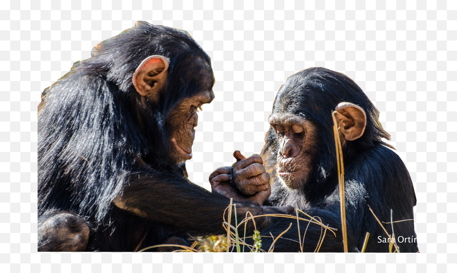 Chimfunshi - Gibt Schimpansen In Not Ein Zuhause U2013 Home For Sharing Png,Chimpanzee Png