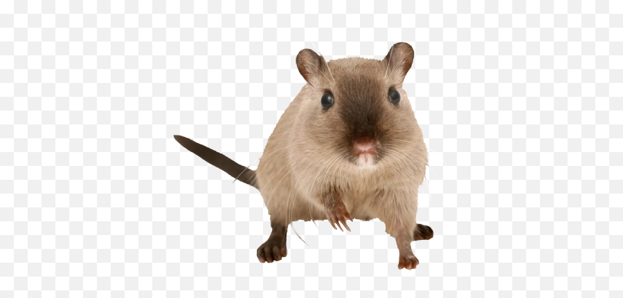 Gerbil Png And Vectors For Free - Gerbil Png,Rodent Png