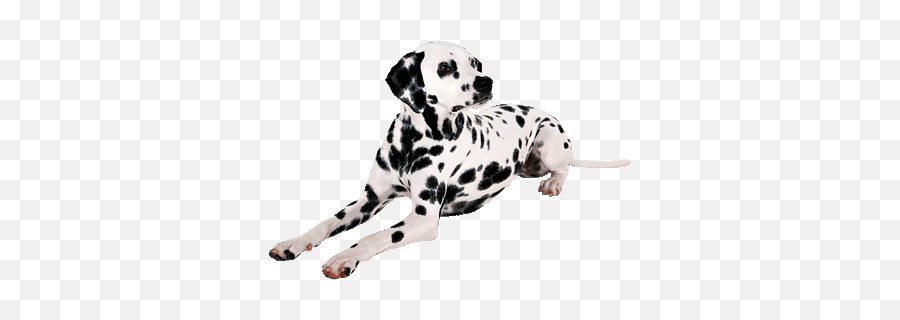 Dog Gif - Picmix Dalmatyczyk Gif Png,Transparent Dog Gif