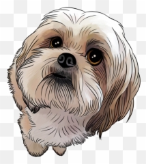 Shih Tzu Dog - Shih Tzu Drawing Cute Png,Shih Tzu Png
