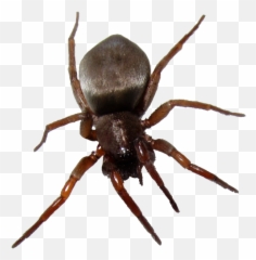 Bugs Png Images Free Pictures - Different Type Of Beetles,Bugs Png