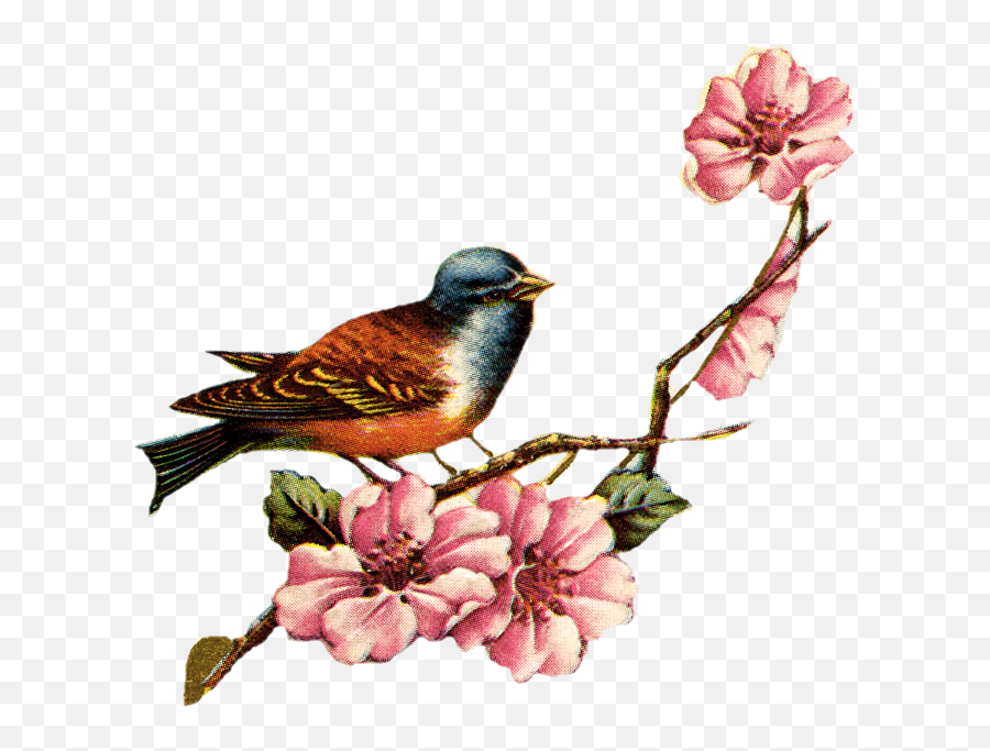 Vintage Love Birds Png Transparent Birdspng - Vintage Birds Clipart,Vintage Flower Png