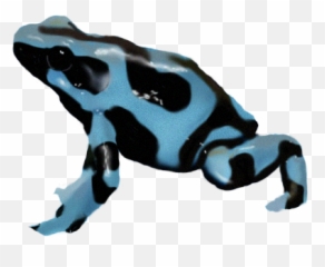Poison Dart Frog Png Transparent