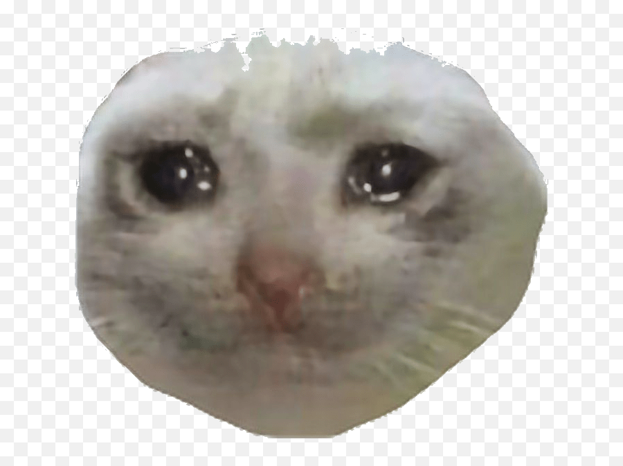 Sad cat meme