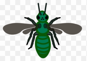 How To Identify Bees U2013 Wisconsin Pollinators Uwu2013madison - Parasitism Png,Bee Icon Vector