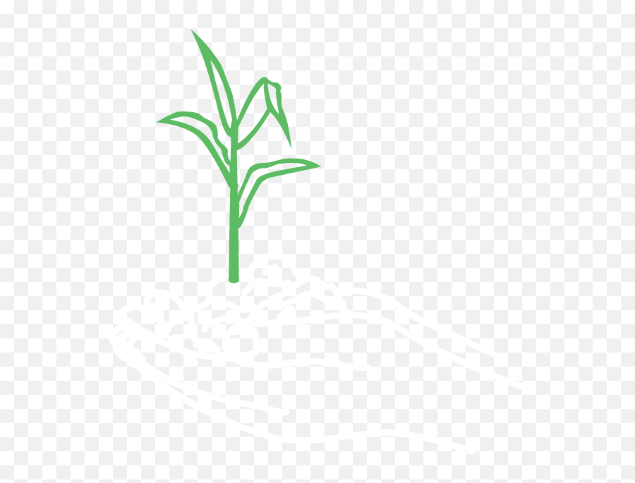 Become An Intern Pivot Bio Png Corn Field Icon