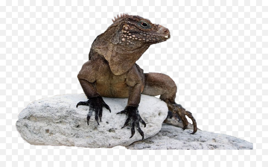 Marine Iguana Png 2 Image - Marine Iguana Png,Iguana Png