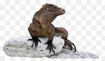 Marine Iguana Png 2 Image - Marine Iguana Png,Iguana Png