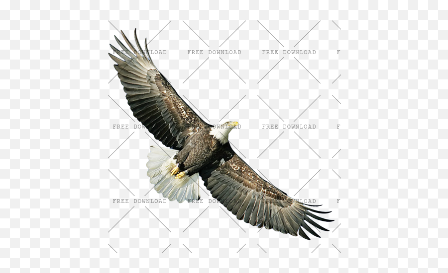 Eagle Hawk Kite Bird Png Image With Transparent Background Birds