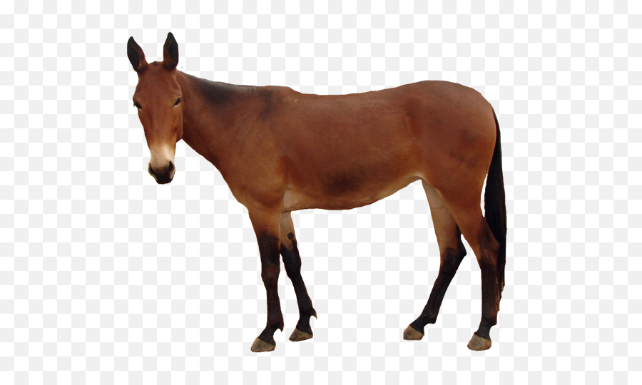 Mule Png 1 Image - Horse,Mule Png