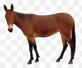 Mule Png 1 Image - Horse,Mule Png