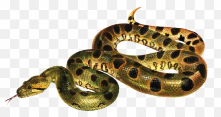 Anaconda Png Images Free Download - Anaconda Png,Anaconda Png