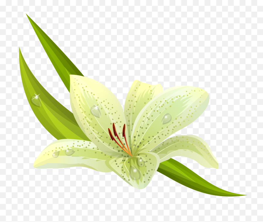 Download Hd White Flowers Png Images - Png,White Flowers Png