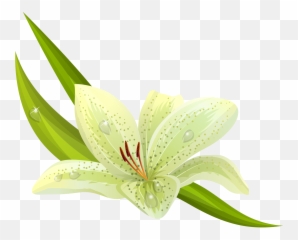 Download Hd White Flowers Png Images