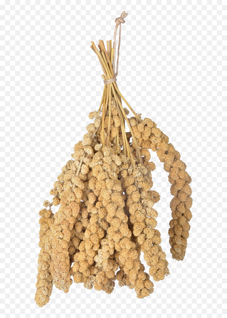 Fox Tail Millet - Millet Png,Fox Tail Png