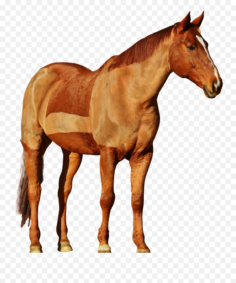 Horse Transparent Background Png - Cowboy Horse Png,Horse Transparent Png
