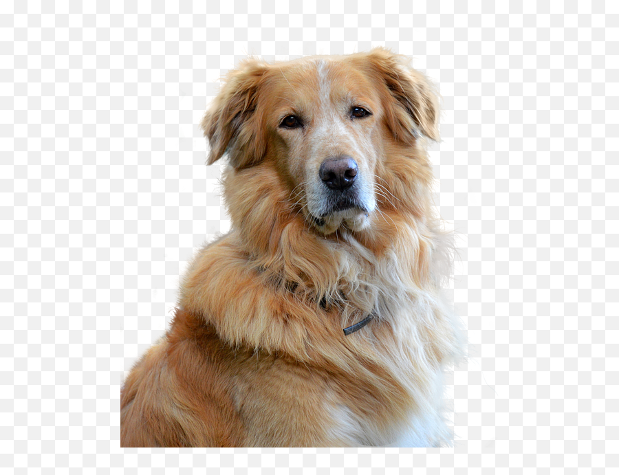 Golden Retriever Png Picture - Old Golden Retriever Transparent,Golden Retriever Transparent Background