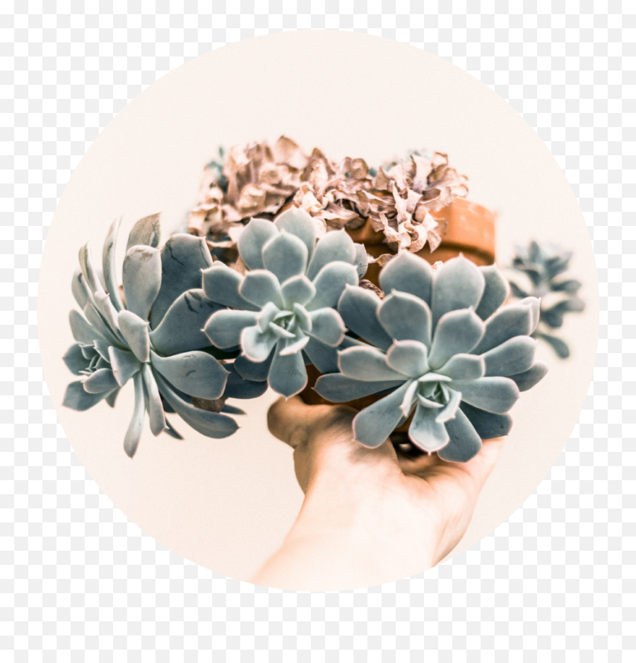 Download Hd Succulentswedding - Succulent Plant Transparent 8 6 Png,Succulents Png