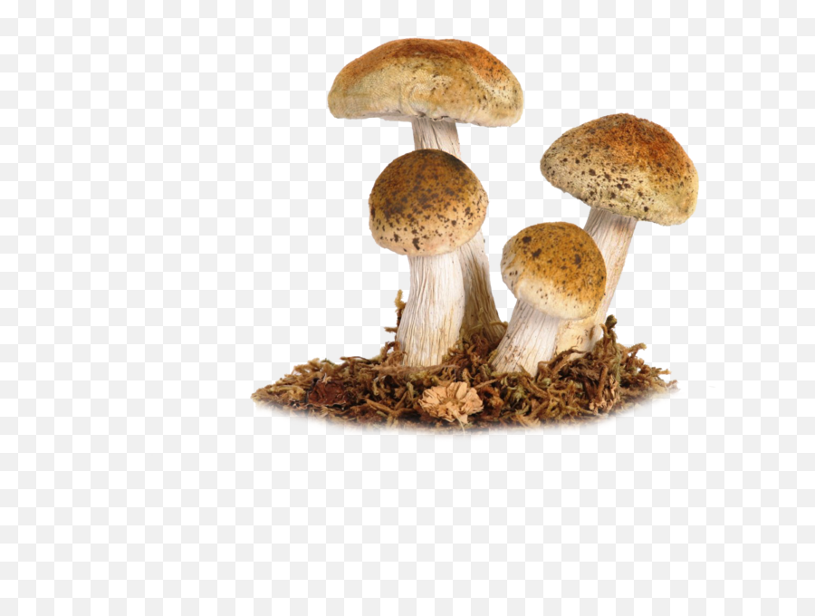 Download Free Png Mushroom Image - Transparent Background Mushroom Png,Mushrooms Png