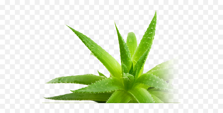 Download Aloe Png Picture 026 - Transparent Aloe Vera Png,Aloe Png