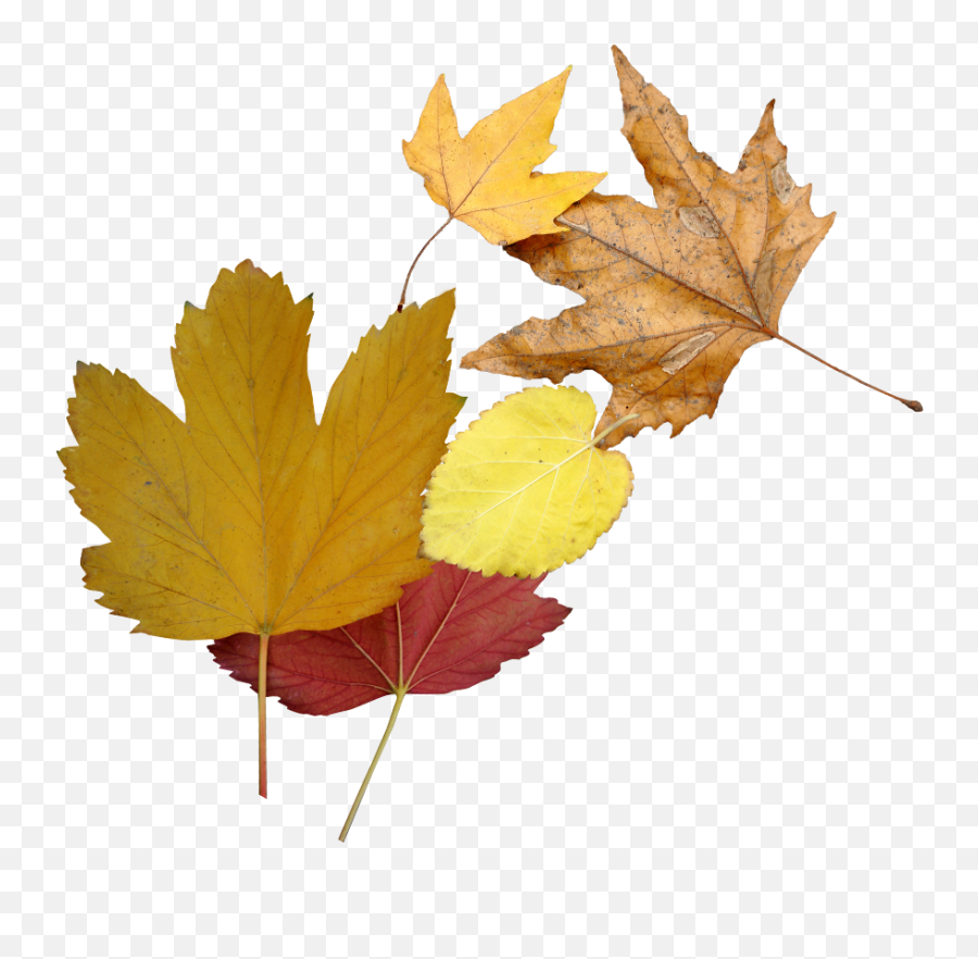 Leaf - Portable Network Graphics Png,Maple Leaves Png