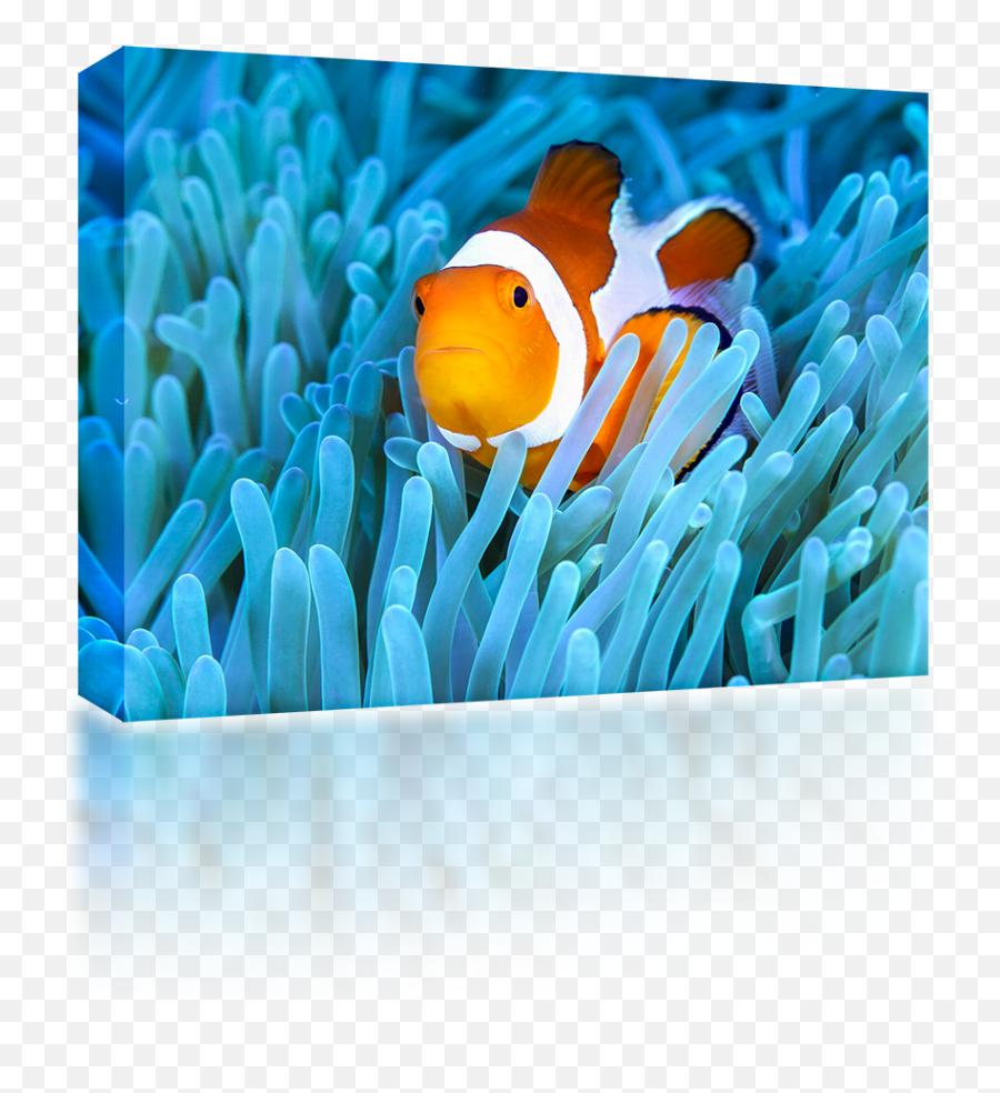 Clown Fish Png - Clownfish,Anemone Png