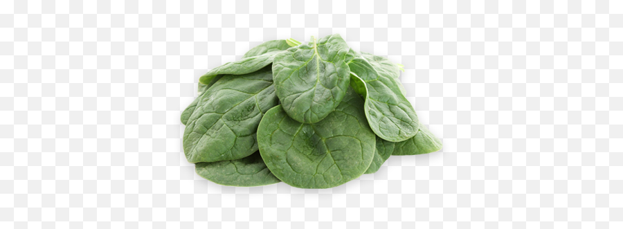 Baby Spinach Mccormack Family Farms - Spinach Png,Spinach Png