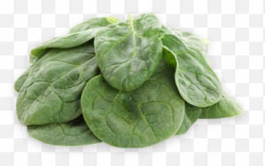 Baby Spinach Mccormack Family Farms - Spinach Png,Spinach Png
