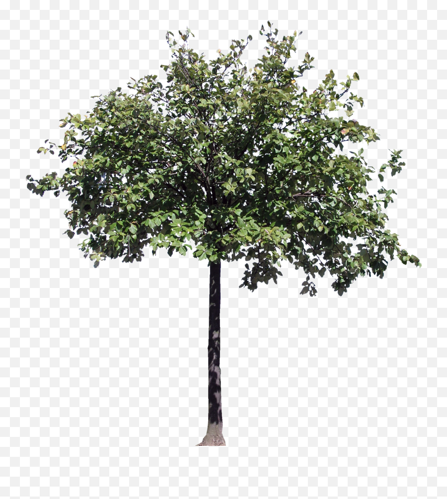 Hd Png Download - Trees Section Png Architecture,Arboles Png