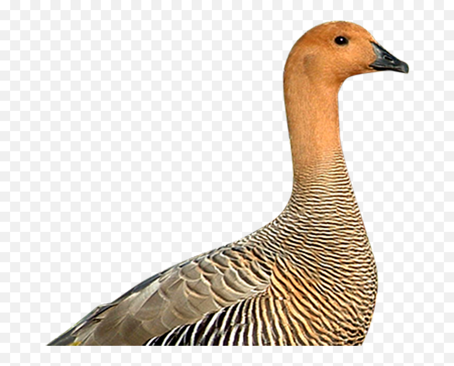 Download Geese - Canvasback Duck Png Image With No Duck,Geese Png