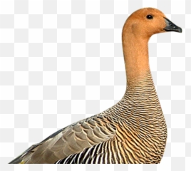 Download Geese - Canvasback Duck Png Image With No Duck,Geese Png