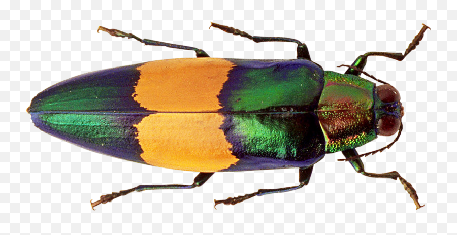 Bug Png Transparent Image - Pngpix Bug Png,Transparent Bug