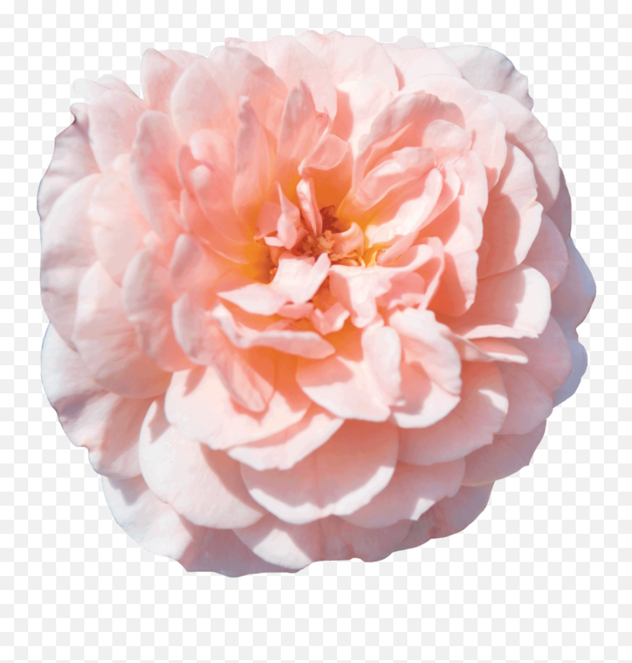 The Collection U2014 Drift Roses - Apricot Drift Rose Png,Ground Cover Png