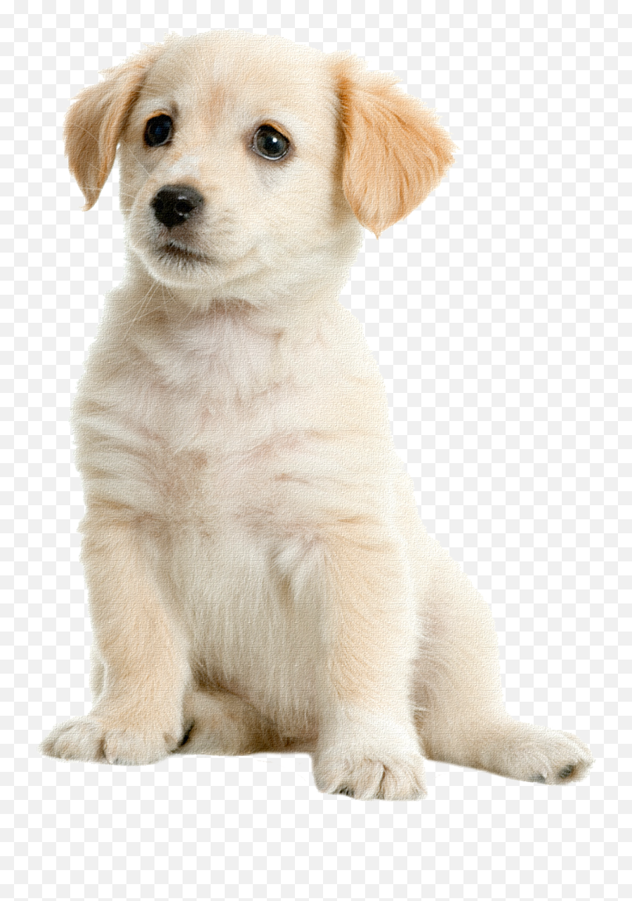 Labrador Retriever Png - Cream Labrador,Golden Retriever Png