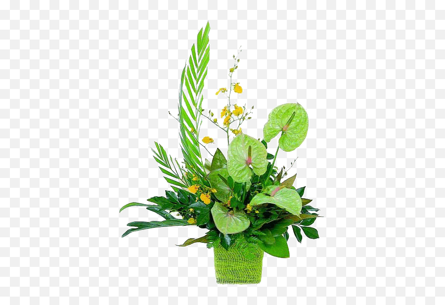 Download Tropical Flowers Bb Exotic Gardens - St Patrick Day Png,Tropical Flowers Png