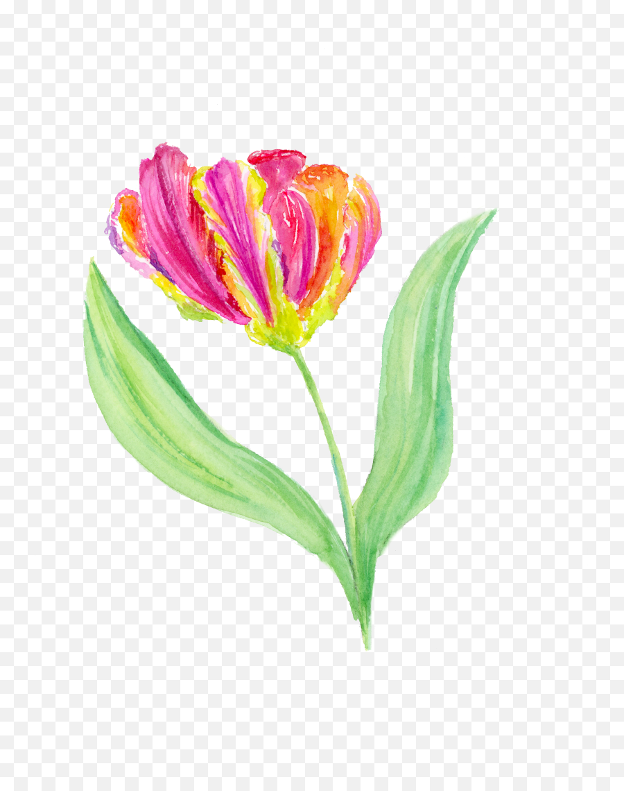 Parrot Tulips Three Ways Daphsam Photography U0026 Art Png