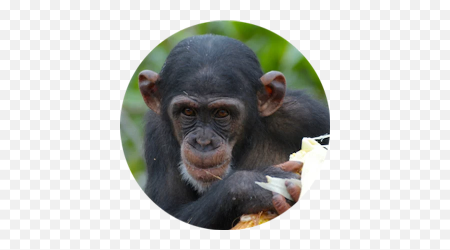 Meet The Chimpanzees Second Chance Chimpanzee Refuge Liberia - Old World Monkeys Png,Chimpanzee Png
