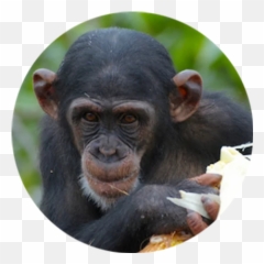 Meet The Chimpanzees Second Chance Chimpanzee Refuge Liberia - Old World Monkeys Png,Chimpanzee Png
