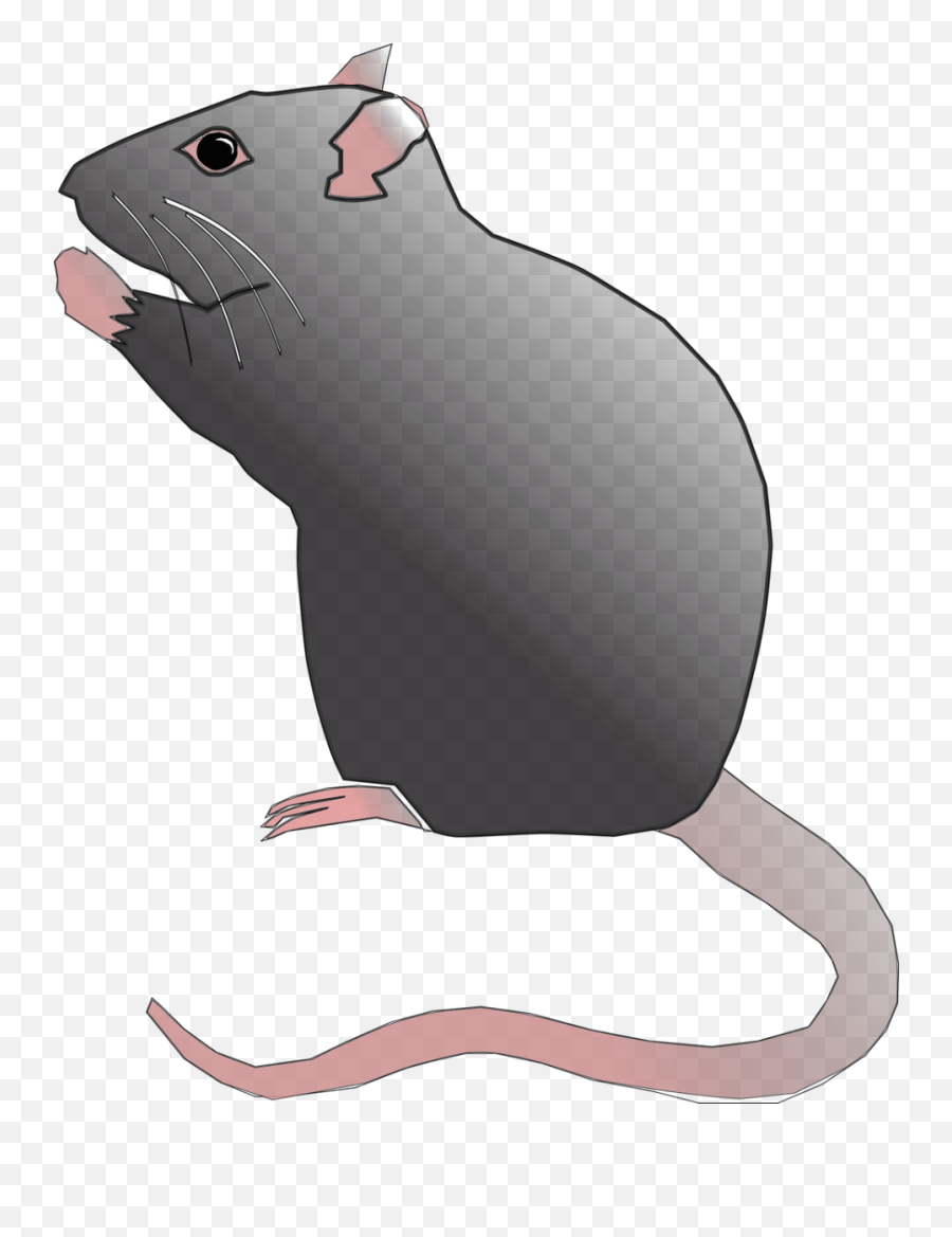 Rat Rodent Pest Mouse Animal Png
