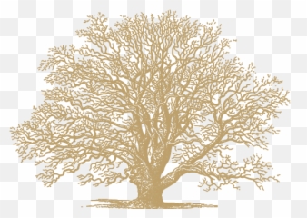 Hawaii U2014 Journal The Wayfarers Photography Asheville - Gold Oak Tree Png