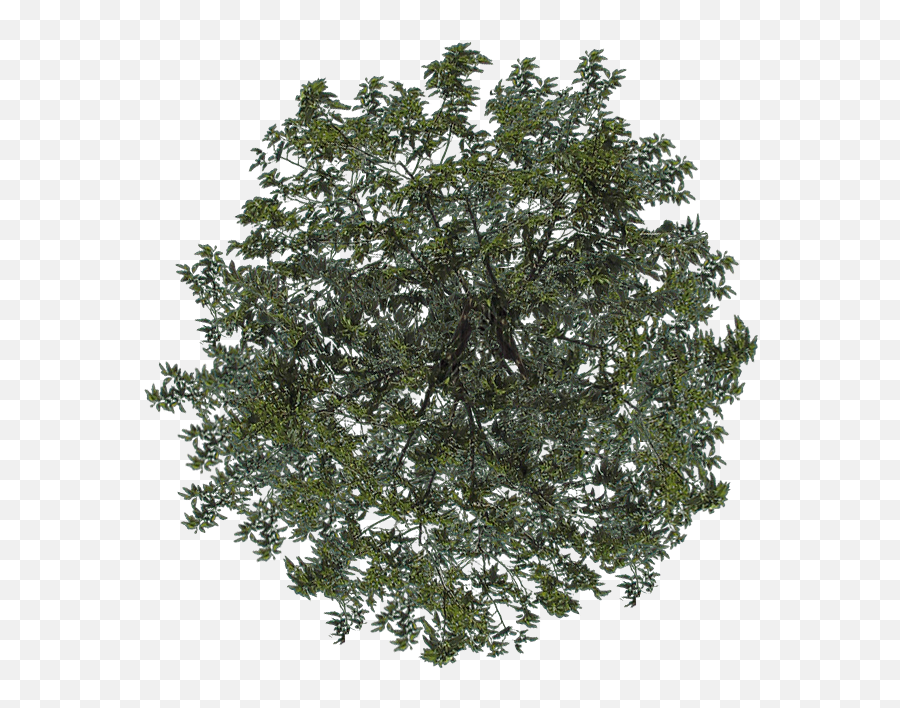 Download Visit - Arvore Png Topo Full Size Png Image Pngkit Arbol En Planta Png,Tree Png Top