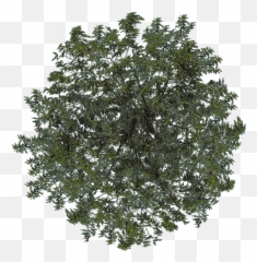 Download Visit - Arvore Png Topo Full Size Png Image Pngkit Arbol En Planta Png,Tree Png Top