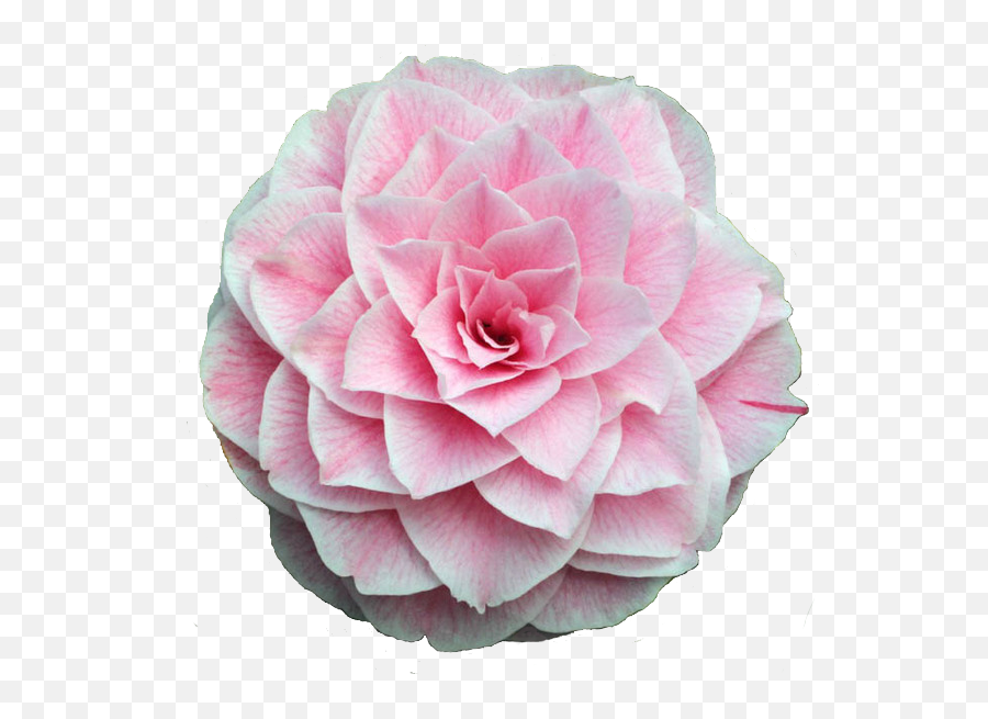 Pinkglitterflower This Is My First Time Making A Flower - Camellia Flower Transparent Png,Transparent Flowers