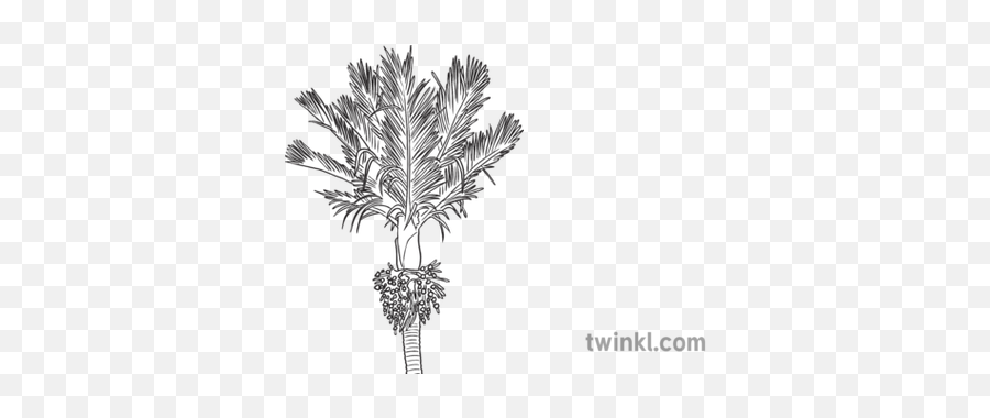 Nikau Palm Black And White Illustration - Twinkl Language Png,Palm Branch Png