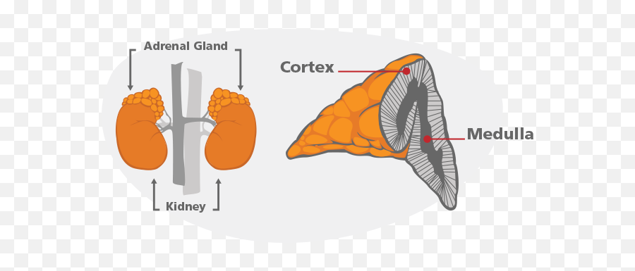 Metabolic Leader - Adrenal Medulla And Adrenal Cortex Png,Adrenal Icon