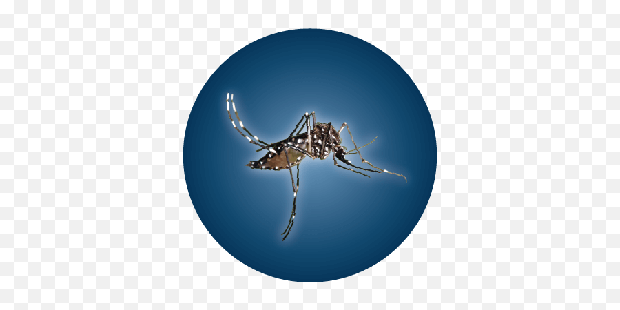 Resources - Greater Los Angeles County Vector Control District Mosquito Png,Mosquito Transparent